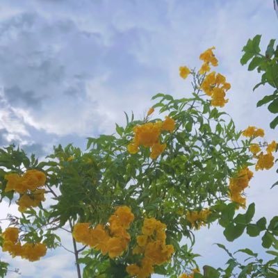 _115hanan's profile picture. 