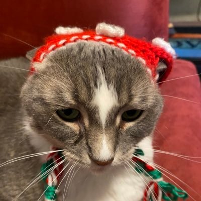 Crazy Cat Lady Intern, Voter, Advocate, System Impacted, Reentry Specialist