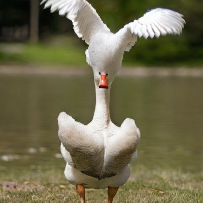 Rory_Chillmore's profile picture. the_people$ chown -R the_people /internet