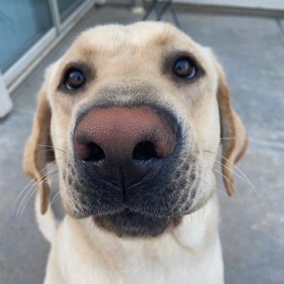 jusalurkor's profile picture. 🇺🇸