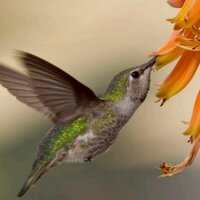 mercedes (@mersiza) 's Twitter Profile Photo