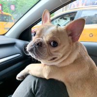 emma the mini frenchie 🐶 (@chloethemini) 's Twitter Profile