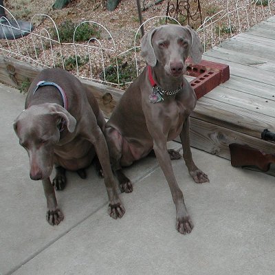 I am me..
15 years as a USAF Fighter pilot (Active and Reserve)...
35 years as an international Airline pilot (26 as a Captain)
Life long Weimaraner Fanatic!