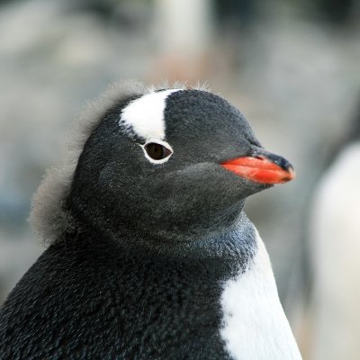 @kioujsag98sa15d