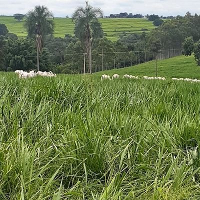 Patriota , conservador e cristão! 
Segunda conta. Agro é Vida!