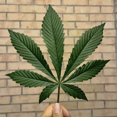 losmarihuanos's profile picture. Dos chavochurros. Saca el enervante.