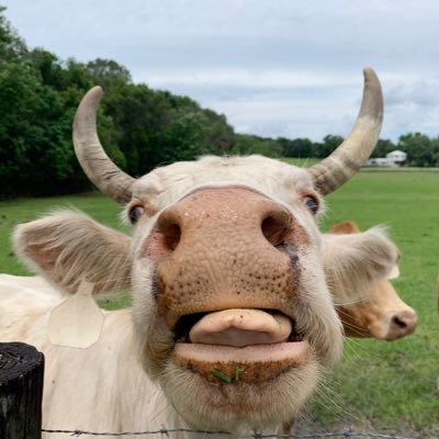 OrlandoGirl407's profile picture. No DM’s