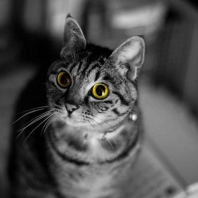 rodissimo's profile picture. Alegre y optimista .,quiero encontrar muchos amigos.