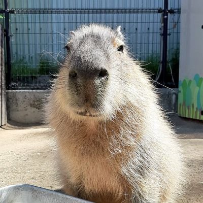 ⛄💚💎💛推しだがしかしみんな違ってみんないい
♦️純さん哲さん結城世代が大好き！ ⚽他スポーツにもワイワイします！