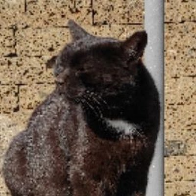 maincrep's profile picture. 