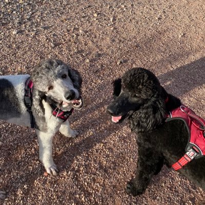 Two libertarian Poodles living our best free lives. No were not interested in messages were dogs!!!! BARK BArk 🇺🇸