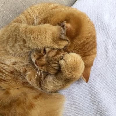 icedkwiim's profile picture. makan, makan, makan, tidur.