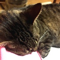 CatTherapy(@CatTherapy22) 's Twitter Profile Photo