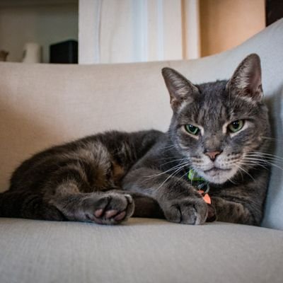 street cat turned apartment cat who just really loves cheese | @sj_unhinged is my dad