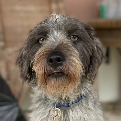 RufisMother's profile picture. Brefugee in Portugal. Walker of dogs. Photographer and sometime runner. Used to be ibirdlite but starting again after principled stand #FBPE #PR