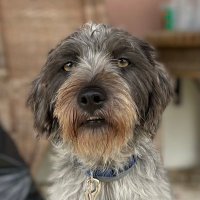 Helen, Walker of Dogs 🇪🇺🇵🇹💙 (@rufismother) 's Twitter Profile