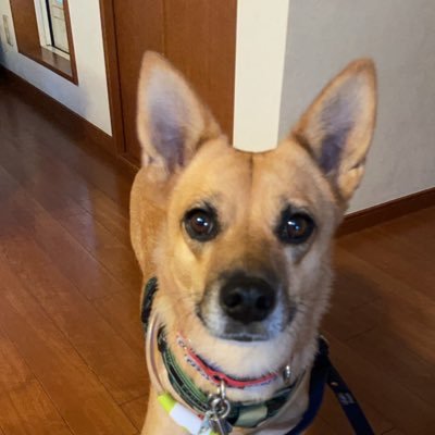 mamorun3939's profile picture. 皆さんの宣伝に使ってね😎 気が向いたらワンコのことつぶやくかも✨中の人→ @mamoruxing