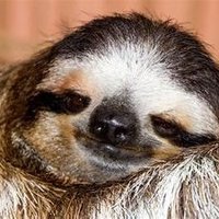 Sloth Life(@SlothLife10) 's Twitter Profile Photo