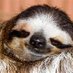 Sloth Life (@SlothLife10) Twitter profile photo