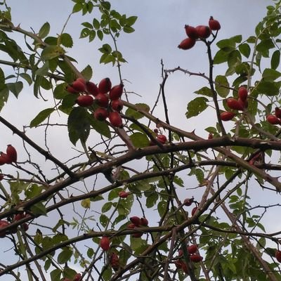 NodotDu's profile picture. #TeamPixel #Pixel7pro #Android
Wer *innen wird blockiert!