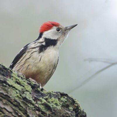 ClientDiversity's profile picture. Web3