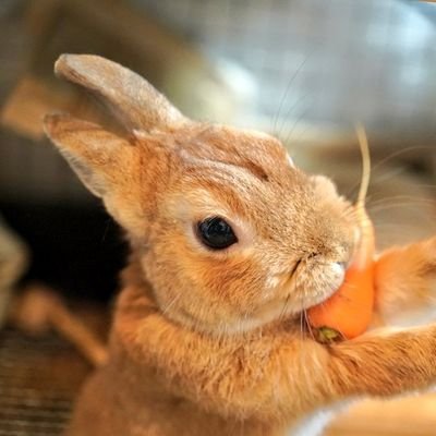 無言フォロー大歓迎です。
うさぎ好きの輪を広げましょう☺
からしちゃん4歳になりました🐰
うさぎの事とか趣味の家庭菜園、多肉植物の事をつぶやこうと思っています。
たまに一眼を使ってますが性能を活かせず
マナー違反ありましたらすいません。
たまにラクマやメルカリで自家栽培の牧草出品してます。