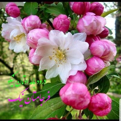 Behzad03965959's profile picture. 