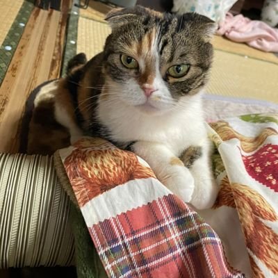 QIePgqt37KcOIYF's profile picture. 野球垢と適当垢（勉強、日常？）に分けてみました。

こちらの垢は適当垢です😊
2022年に簿記2級を取得したことがキッカケ✨
毎日コツコツが目標✨
涙が止まらなくなり、うつ状態で3ヶ月間休職へ⇒復職して1年半経過。現在も治療中。無理なくありのままの自分で生きていけたらいいな。