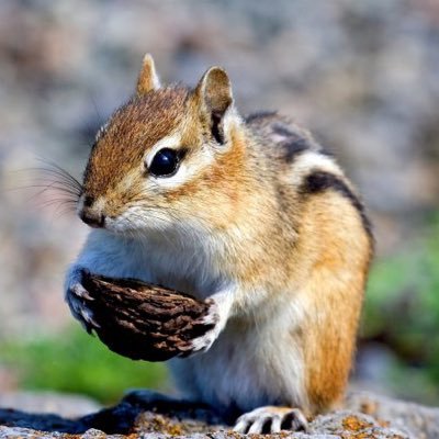 指し将になりたい観る将。藤井聡太竜王🦀、豊島九段🐧、郷田九段、山崎九段、菅井八段🦐、高見七段中心に箱推し。無言フォロー失礼します/藤井風/QuizKnock/野球(高校野球・中日ドラゴンズ)