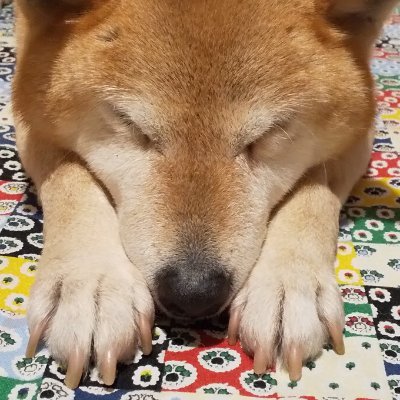 jump8itk's profile picture. 兵庫県丹波市在住のドッグトレーナーです