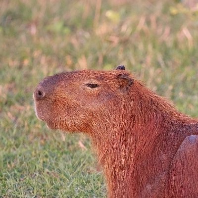 acelemonstalk's profile picture. An abnormal Capybara 
 18+ 
Have a great day!