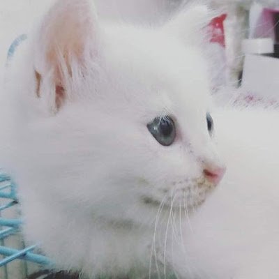 aisykhaaa's profile picture. 