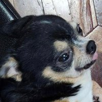 Poru-C (@scraftyporu) 's Twitter Profile