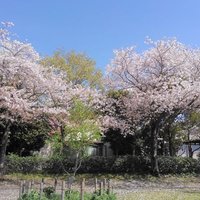 のっち予備 (@hyqdyajaryvhp5r) 's Twitter Profile