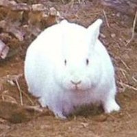 The Rabbit of Caerbannog(@NeutronLiam) 's Twitter Profile Photo