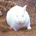 The Rabbit of Caerbannog (@NeutronLiam) Twitter profile photo