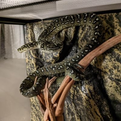 allen_reptiles's profile picture. 爬虫類全般