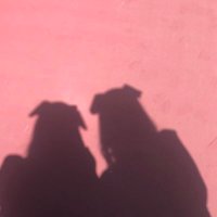 り＼(^o^)／ (@omametoanko) Twitter profile photo
