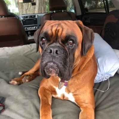 boxer1776's profile picture. 