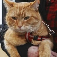 Elbow Tusk (@albowtusk) Twitter profile photo