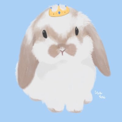 ロップイヤー♀の甘えん坊でちょっとワガママなシャルです 🐰無言フォロー失礼します！ シャル.🎂2022.8.17 🏠