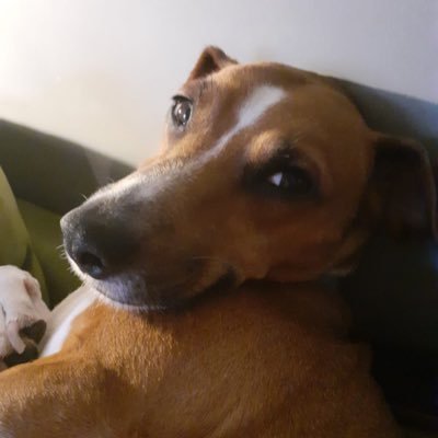 fddietheguy's profile picture. the speaker of truth