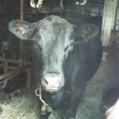 Patriot, farmer(crops, cattle, chickens etc), business owner, cosmetologist, bookkeeper. Truth-seeker, caregiver. NO DM'S!!!