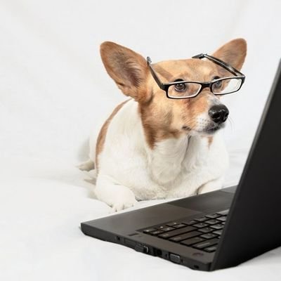 CtCorgi Profile Picture