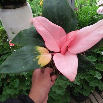 🍀jual berbagai jenis tanam    🌺
🍀bisa kirim kesemua wilayah🌺

ig. plant_sell1
fb. boman flowers
