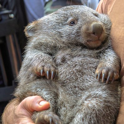 A risk-averse wombat trader.  Trying to practice risk management.  Trading the TSX.