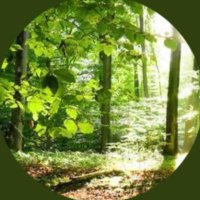 NAZLI (@nazl17393266) 's Twitter Profile Photo