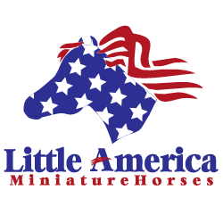 We are a family owned and operated miniature horse farm.  Breeding minis for 50 years, we are known worldwide for some of the smallest, colorful minis.