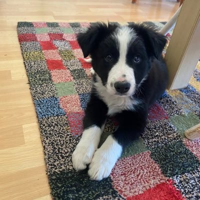 Living the high life in my mountain home. RA shares my body but doesn’t own it. Proud Dem in a red state. NO DM’s https://t.co/MeHatT3K2b