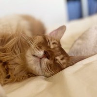 jaco🌗sweet (@jacosweet333) Twitter profile photo